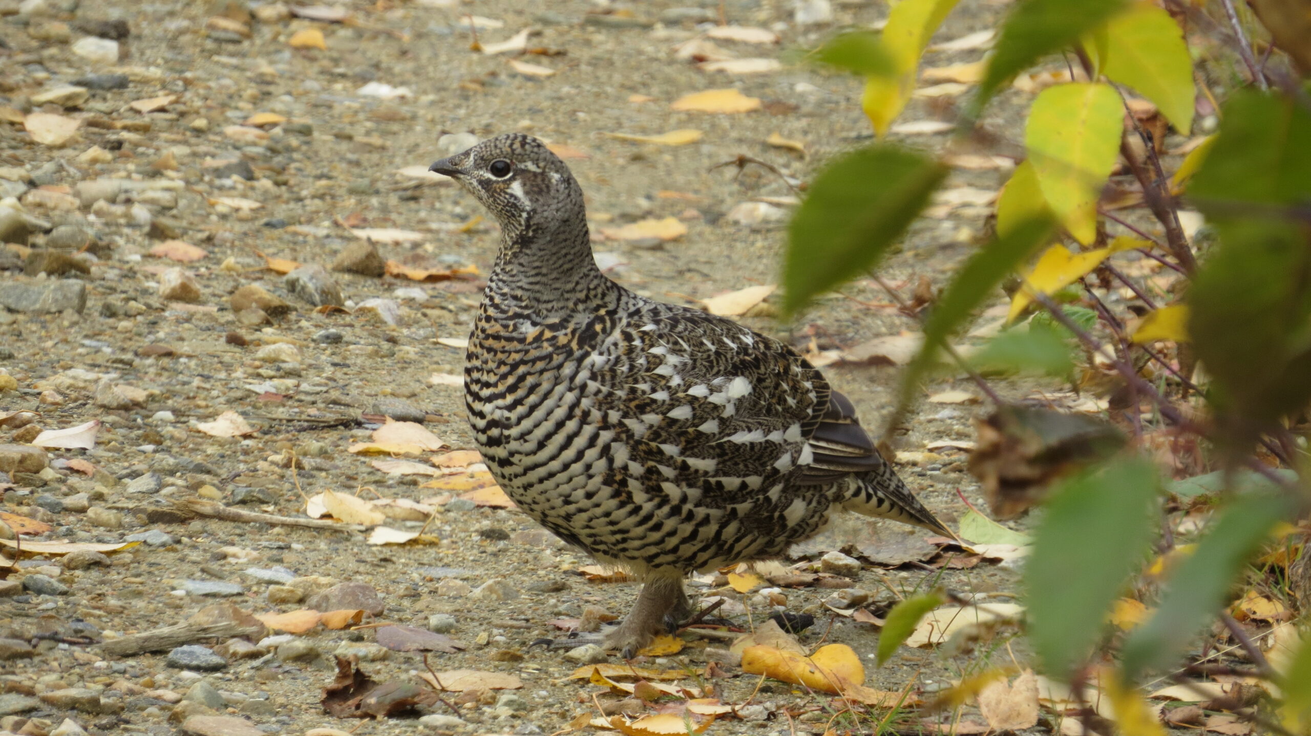 Food, Cover, and Grit: Elements of a Successful Grouse Hunt from Maine to Alaska